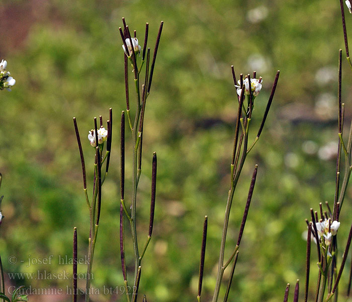 Hairy bittercress Rzeżucha włochata Cardamine hirsute Roset-Springklap