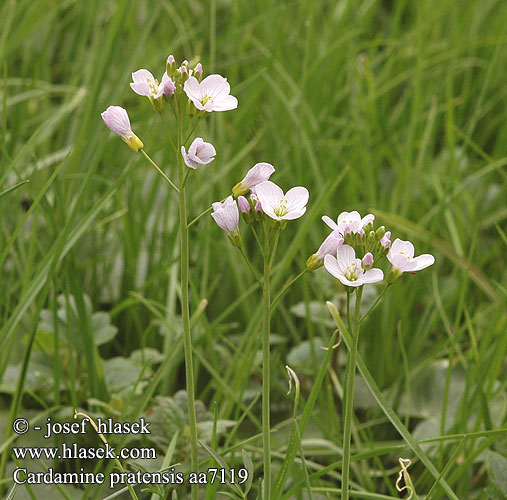 Cardamine pratensis Cuckoo Bittercress Eng-Karse Rantaluhtalitukka