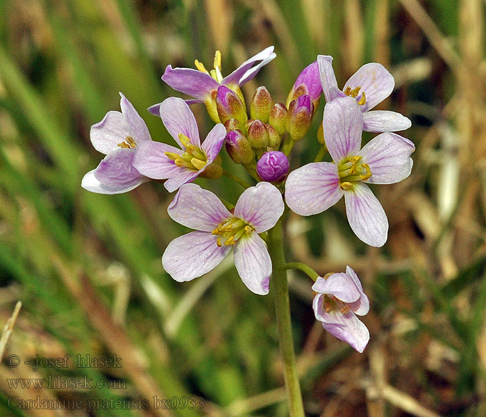 Cardamine pratensis Wiesen-Schaumkraut Cardamina prados Berro prado