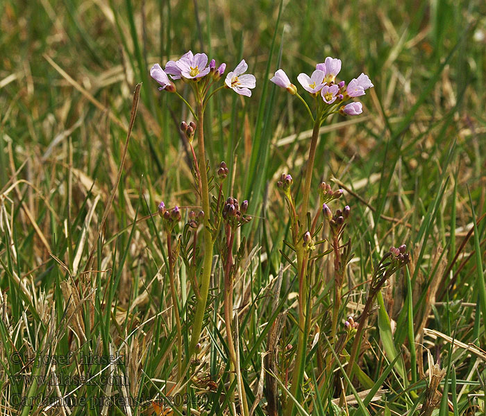 Cardamine pratensis Ängskrasse Engkarse