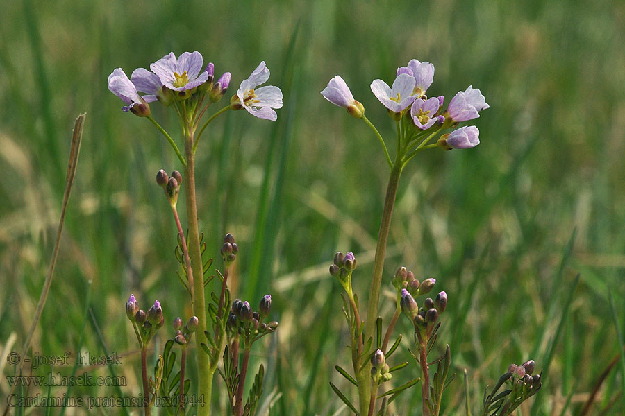 Cardamine pratensis