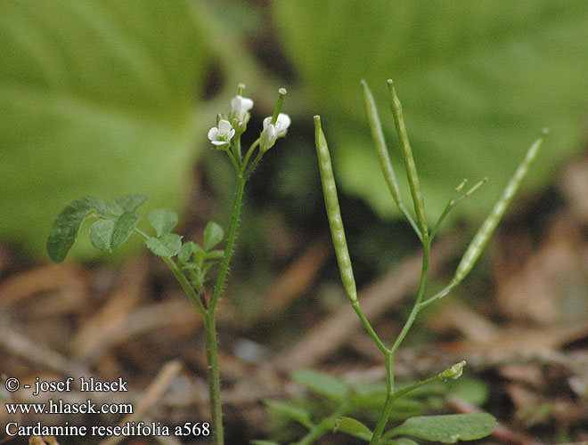 Cardamine resedifolia