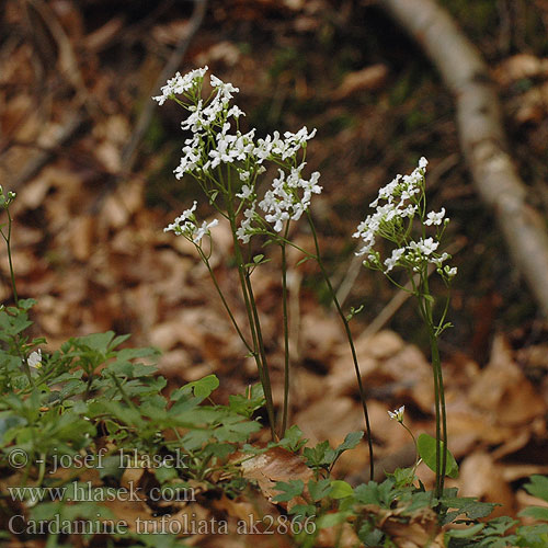 Cardamine trifolia Dentaria trifoliata Kløverkarse Driebladig tandkruid