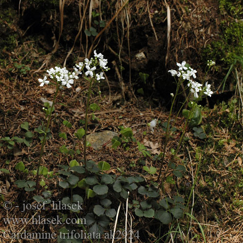 Řeřišnice trojlistá Trilistna penuša Trefoil cress