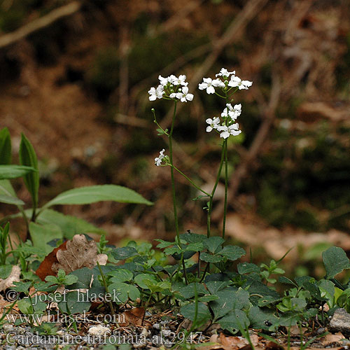 Сердечник трехлистный Klöverbräsma Cardamine trifolia Dentaria