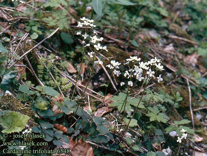 Kløverkarse Cardamine trois folioles Billeri tre foglie