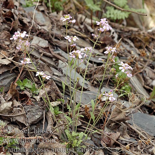 Žerušničník piesočný Sand rock-cress Almindelig Sandkarse