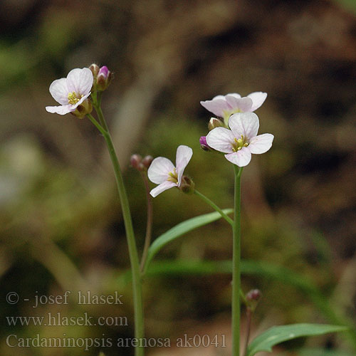 Sandtrav Cardaminopsis arenosa Řeřišničník písečný