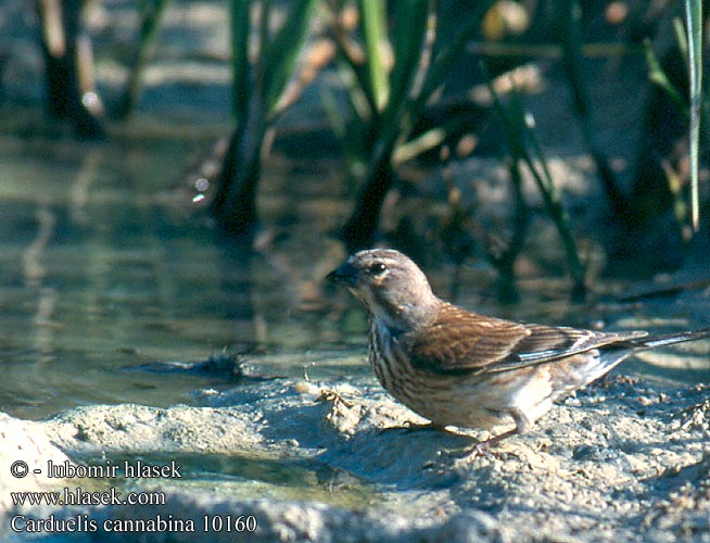 Carduelis cannabina 10160