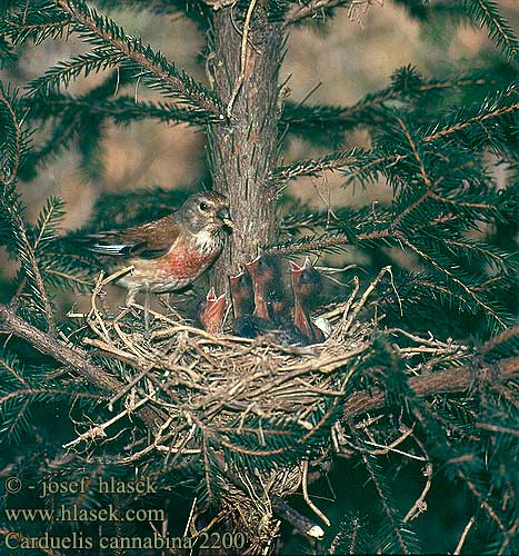 Carduelis cannabina 2200