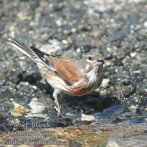 Carduelis cannabina ae7257