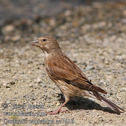 Carduelis cannabina ae7616