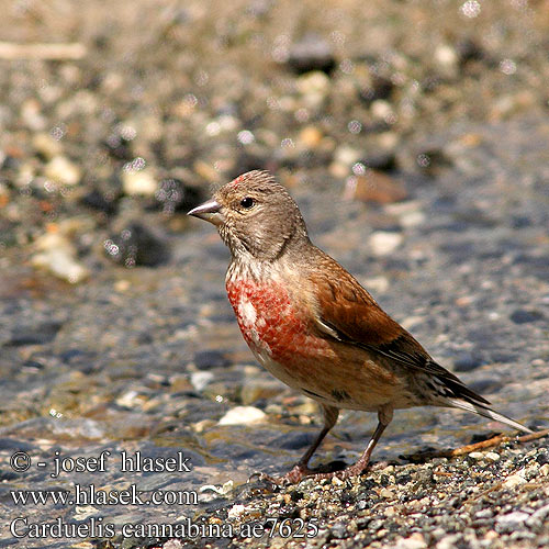 Carduelis cannabina ae7625