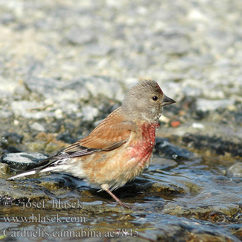 Carduelis cannabina ae7845