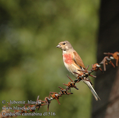 Carduelis cannabina d1516