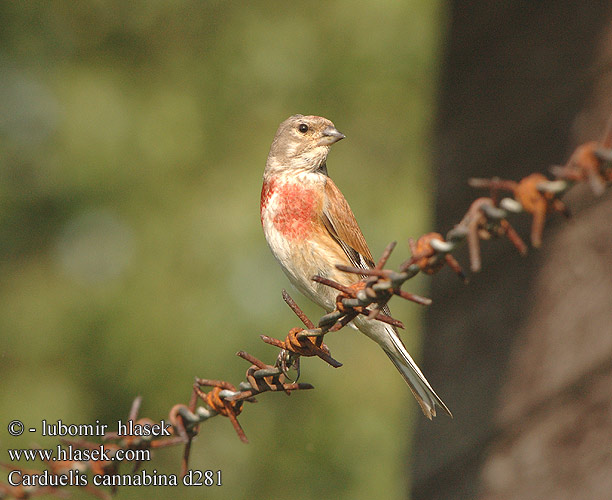 Carduelis cannabina d281