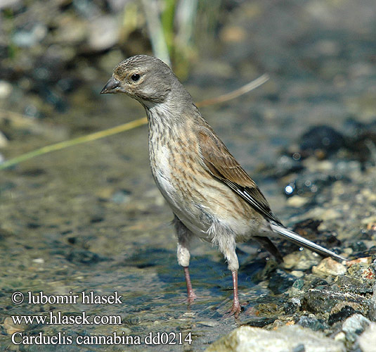 Carduelis cannabina dd0214