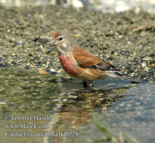 Acanthis cannabina Carduelis Bluthänfling Hänfling Eurasian Linnet Linotte mélodieuse Pardillo Común Konopka obecná Tornirisk Kneu Hemppo Fanello Cardillo eurasiatico Tornirisk Hämpling 赤胸朱顶雀 Коноплянка ムネアカヒワ الحسون التفاحي Φανέτο Pintarroxo-comum Ketenkuşu תפוחית Обикновеното конопарче Hemppo Hämpling Kneu Juričica obična Jurčica Kenderike Makolągwa Cânepar Câneparul Stehlík konopiar konôpkár Repnik Konopljarka Канаплянка Hörfinka Kërpëngrënës Cardiddu