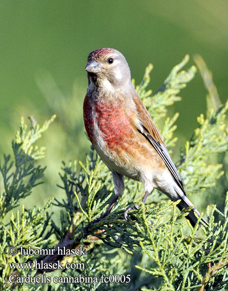 Linotte mélodieuse Pardillo Común Konopka obecná Tornirisk Kneu Hemppo Fanello Cardillo eurasiatico Tornirisk Hämpling 赤胸朱顶雀 Коноплянка ムネアカヒワ الحسون التفاحي Φανέτο Pintarroxo-comum Ketenkuşu תפוחית Обикновеното конопарче Hemppo Hämpling Kneu Juričica obična Jurčica Kenderike Makolągwa Cânepar Câneparul Stehlík konopiar konôpkár Repnik Konopljarka Канаплянка Hörfinka Kërpëngrënës Cardiddu Acanthis cannabina Carduelis Bluthänfling Hänfling Eurasian Linnet