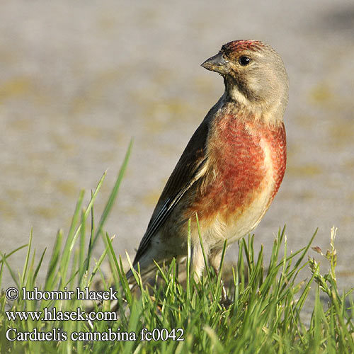 Carduelis cannabina fc0042