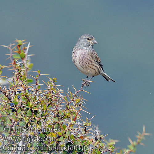 Carduelis cannabina fd0108