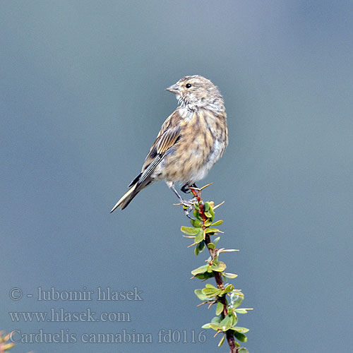 Carduelis cannabina fd0116