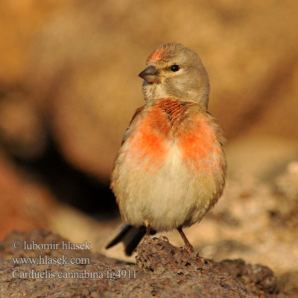 Acanthis cannabina Carduelis Pintarroxo-comum Ketenkuşu תפוחית