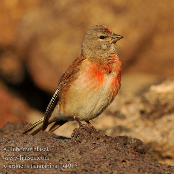 Acanthis cannabina Carduelis Коноплянка ムネアカヒワ الحسون التفاحي