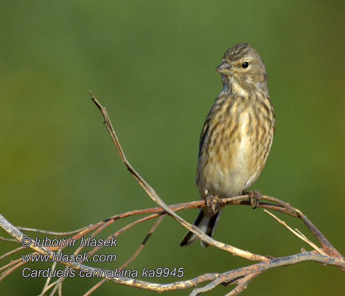 Carduelis cannabina