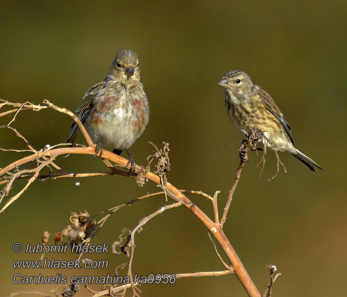 Carduelis cannabina