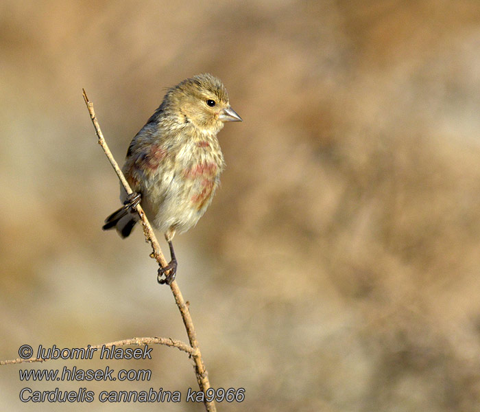 Carduelis cannabina