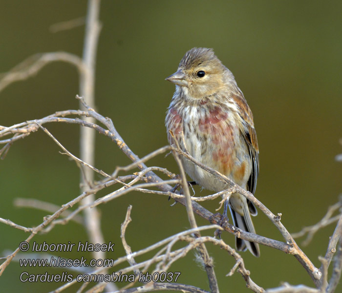 Carduelis cannabina