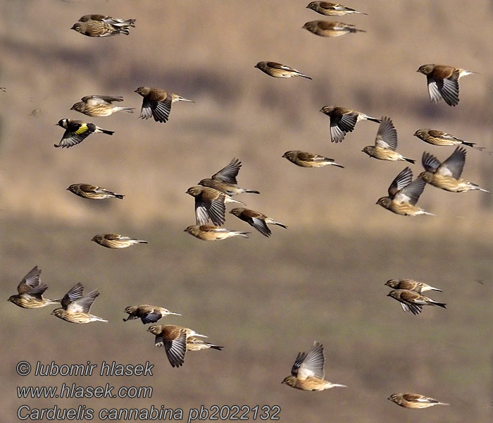 Carduelis cannabina