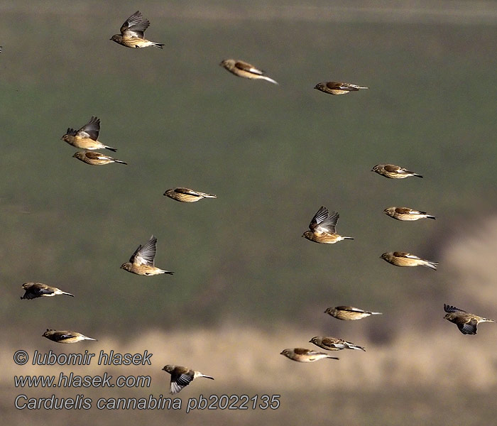 Carduelis cannabina