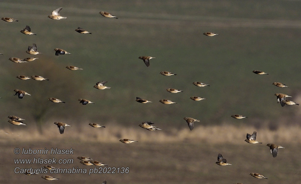 Carduelis cannabina