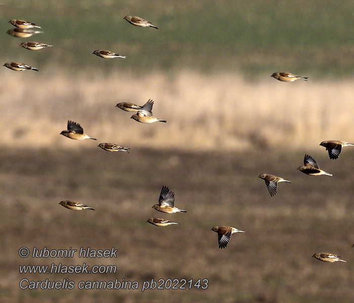 Carduelis cannabina