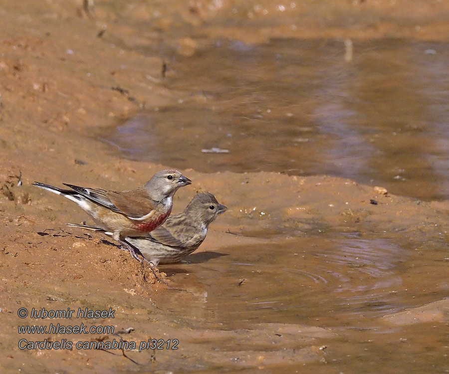 Carduelis cannabina