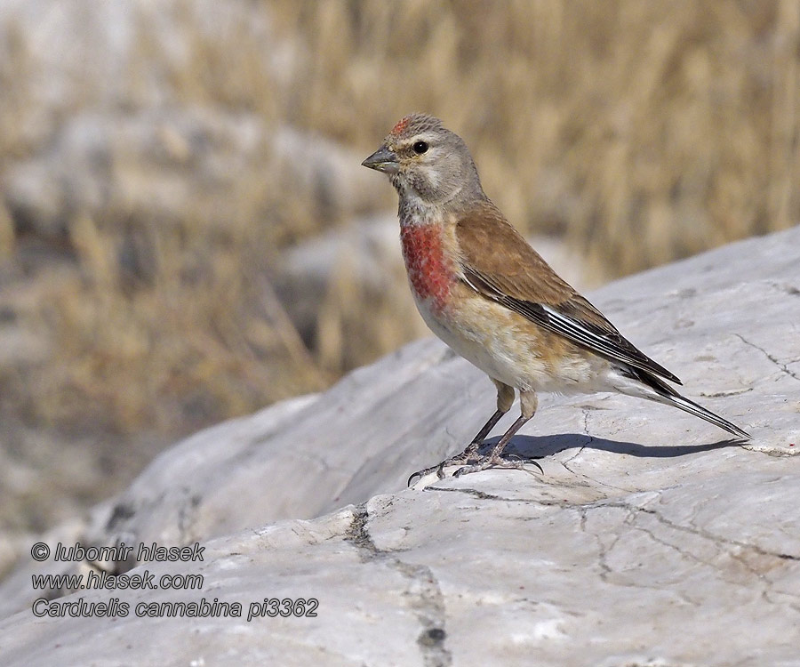 Carduelis cannabina
