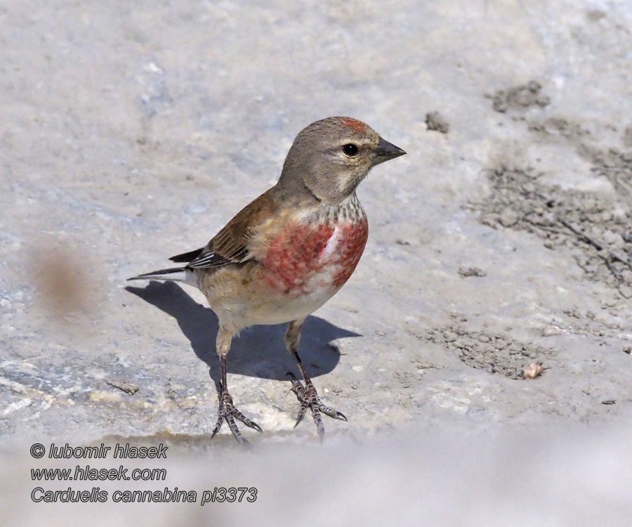 Carduelis cannabina