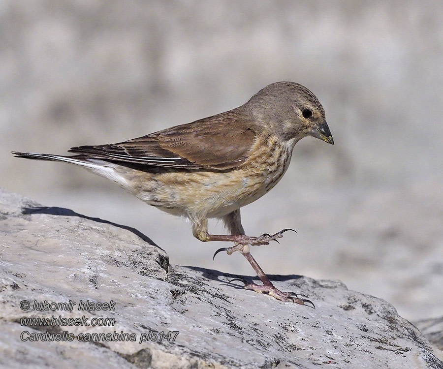 Carduelis cannabina