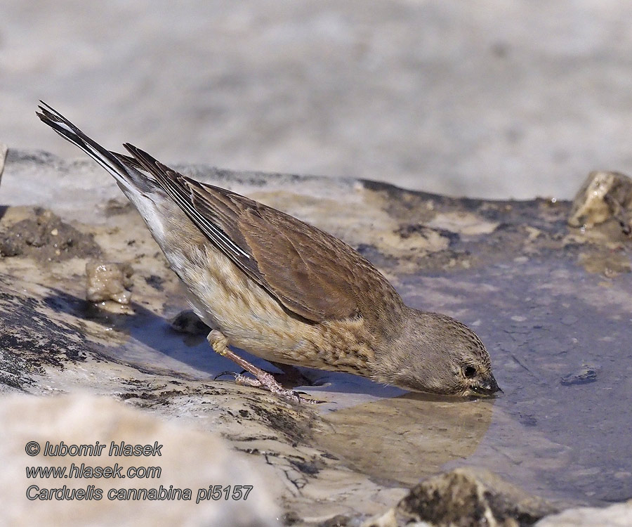 Carduelis cannabina