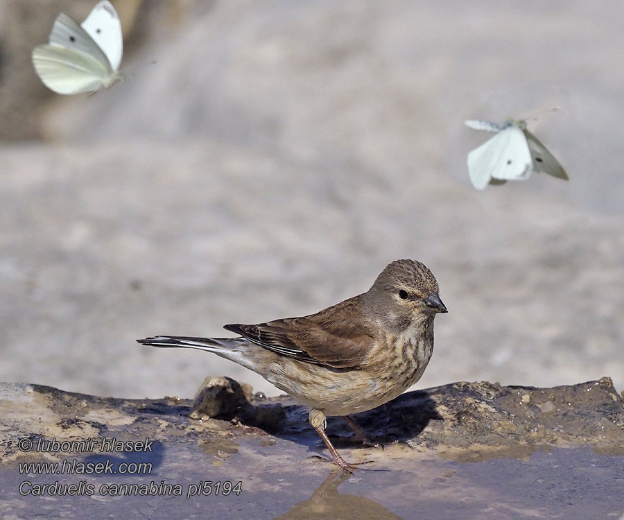 Carduelis cannabina