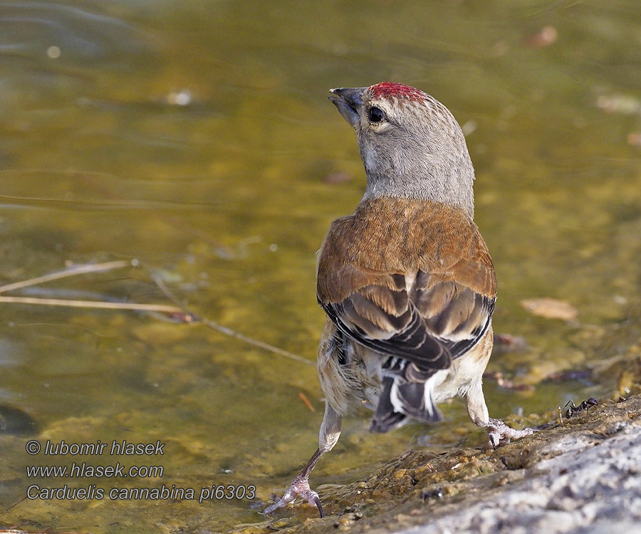 Carduelis cannabina