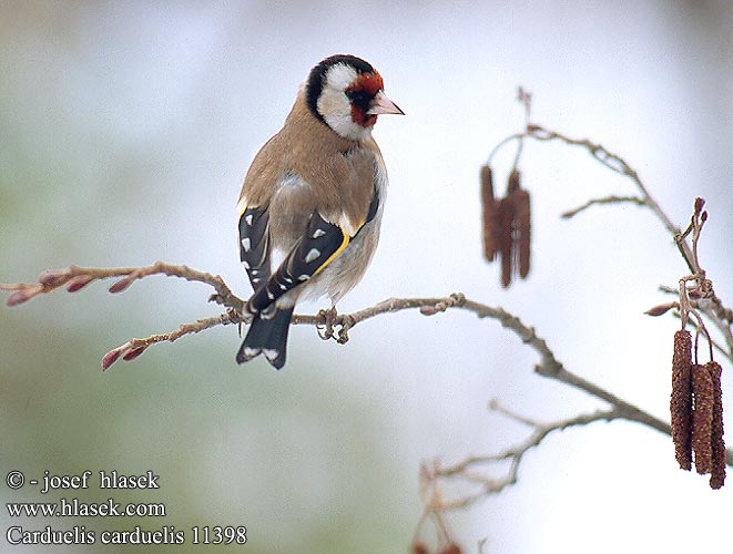 Carduelis carduelis Goldfinch Stieglitz Distelfink