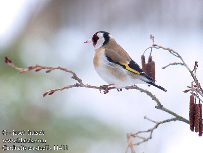 Carduelis carduelis 11411