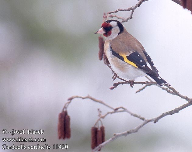 Carduelis carduelis 11420