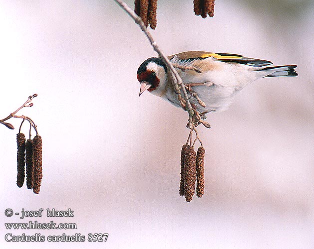 Carduelis carduelis 11421