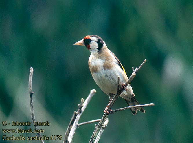 Carduelis carduelis 6178