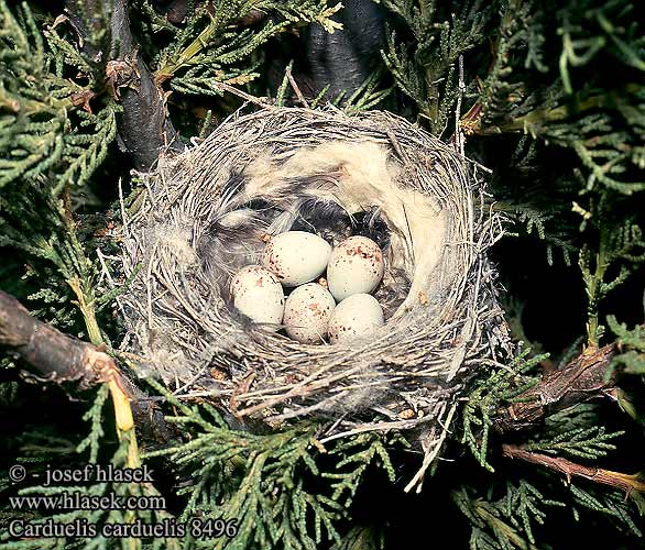 nest eggs Carduelis carduelis Goldfinch Stieglitz