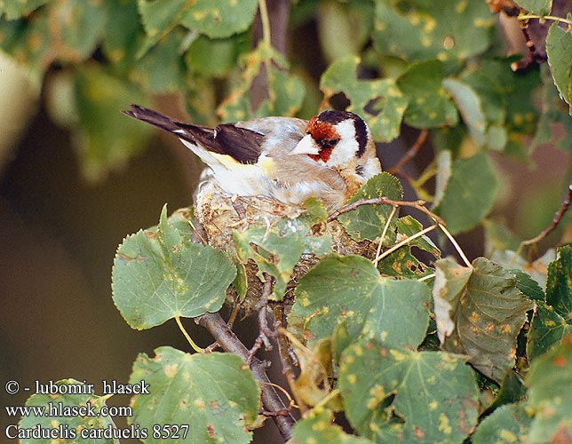 Goldfinch Stieglitz Distelfink Chardonneret